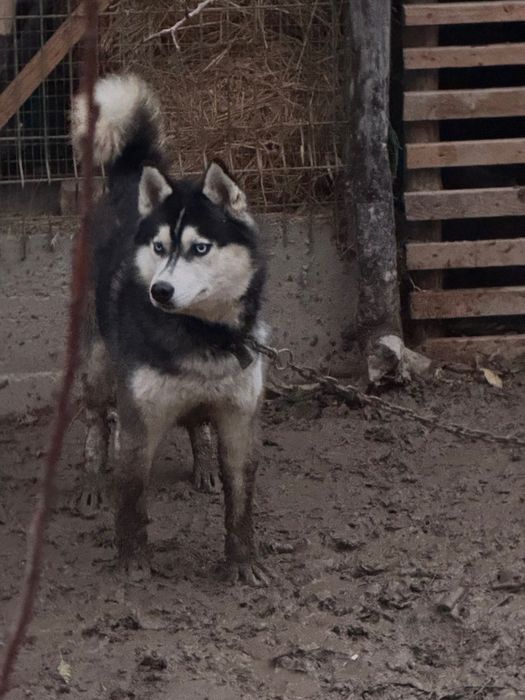 Haski arkak 1 yoshinda