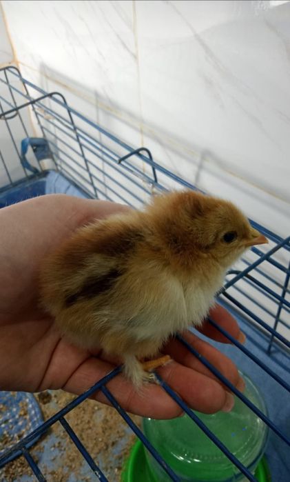 Цыплята с курицей