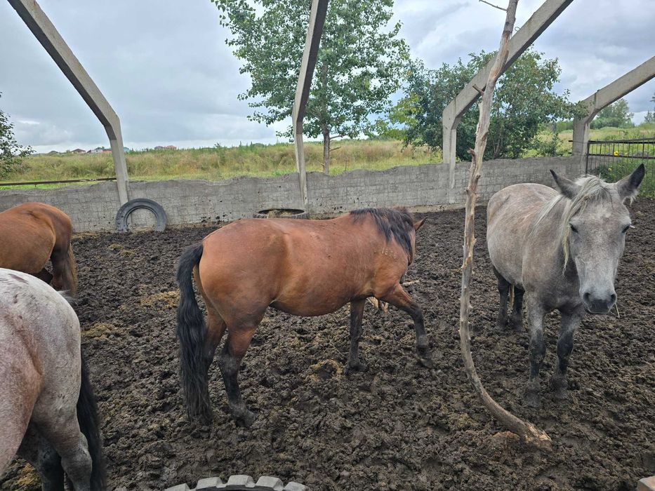 Продам кобыл и жеребята