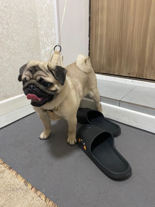 Мопс цена договорная