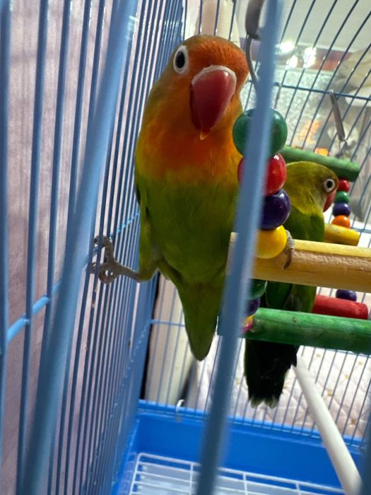 Продам пару попугаев неразлучников