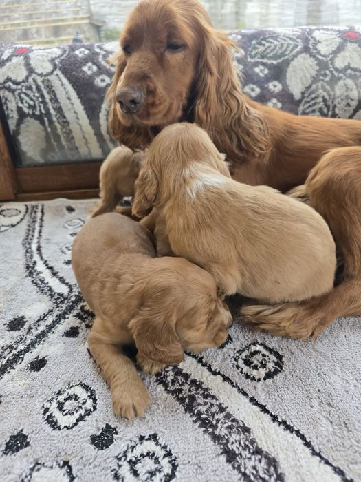 Чистокръвни Кокер Шпаньоли