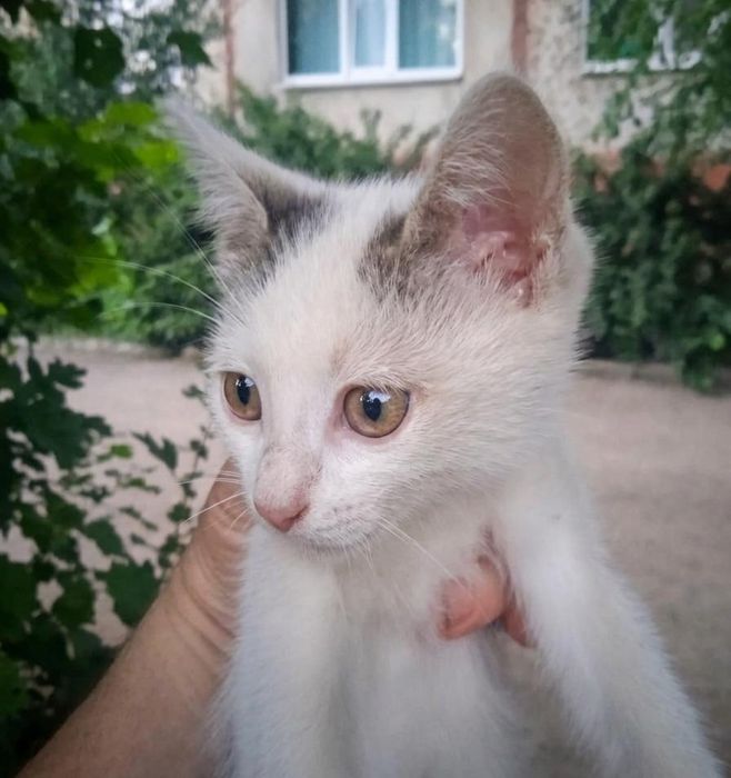 Отдам даром мальчики котята