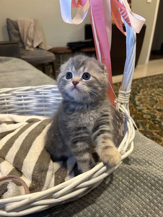 Котята. Шотландцы 25 000
