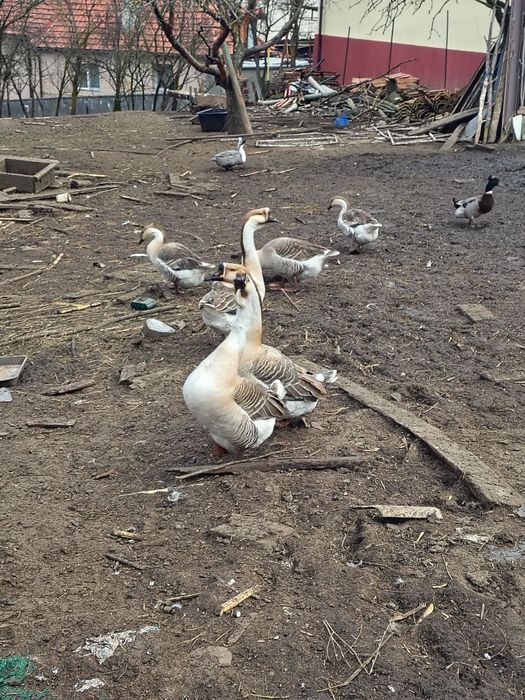 Disponibile oua pt. Incubat de gâsca și rată moțată.