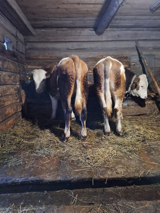 Tăurași pereche de vânzare