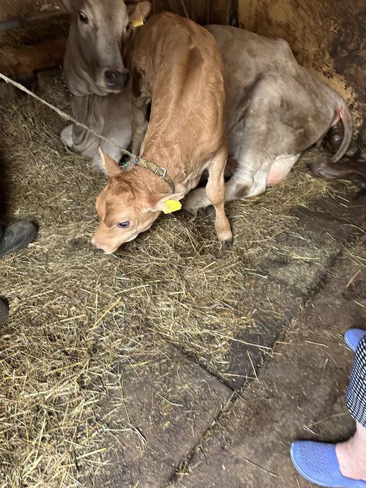 Vitel 5 saptamani angus 3000