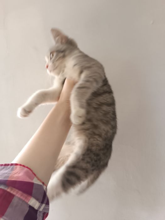 Бесплатно кошечка в добрые руки