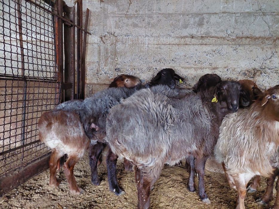 Семыз саулык кой