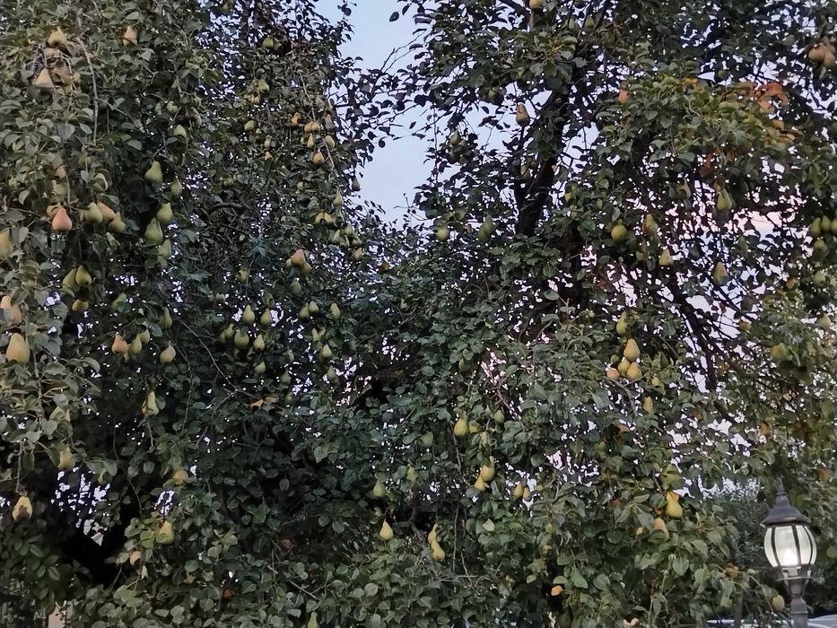 Mere și pere de vânzare în Magura