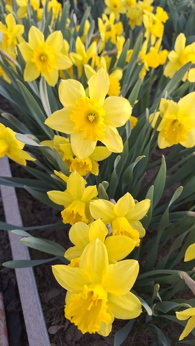 Свежие нарциссы с участка