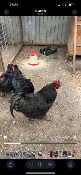 Familie Jersey Giant