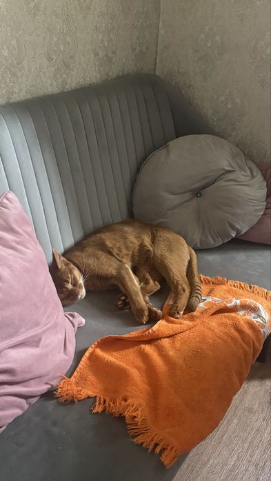 Абиссинская кошка