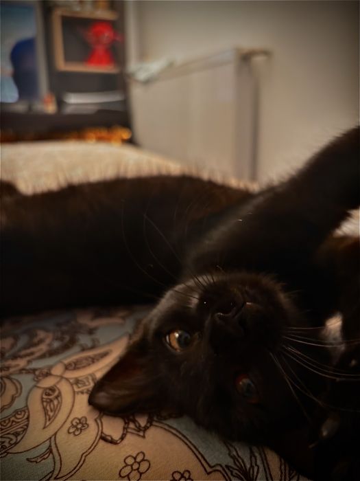 Pisica spre adoptie