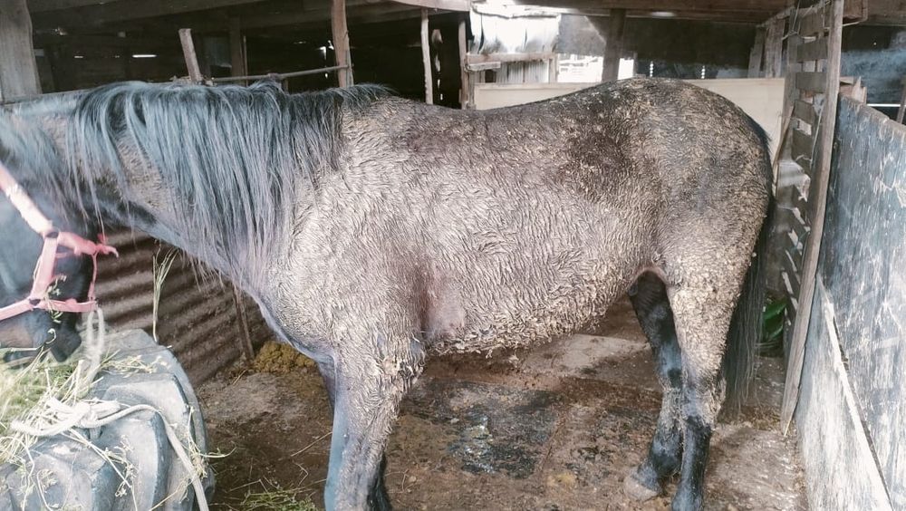 Семіз ,бордақы малы.