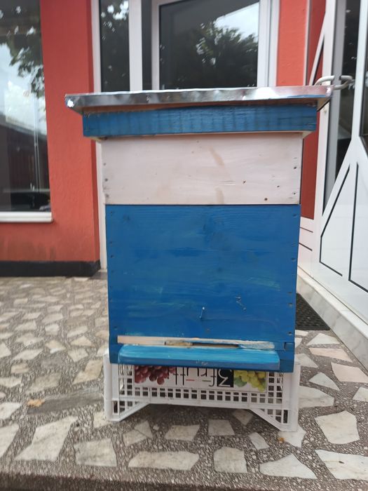 Vând lăzi albine noi