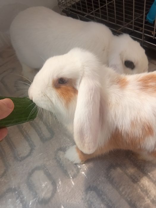 Zotli dekorativ Quyon sotiladi