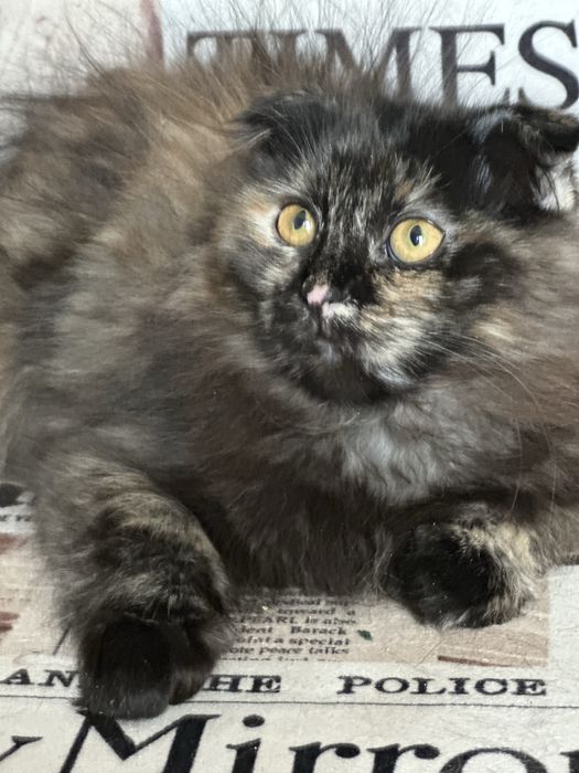 Шотландские котята