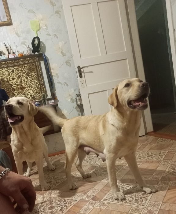 Королевский лаблодор
