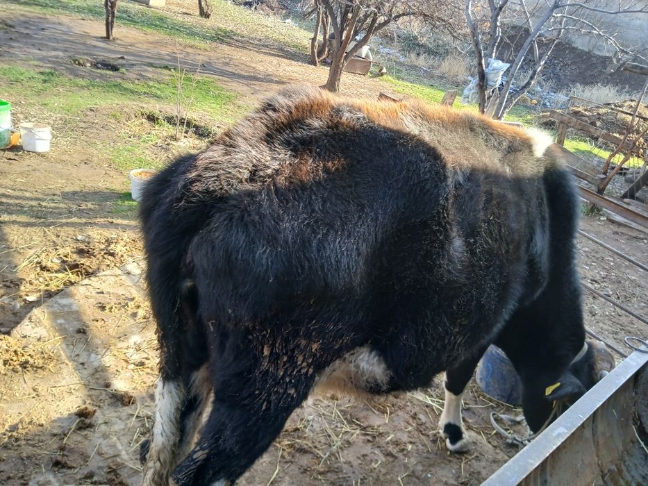 Осы сиыр сатылады