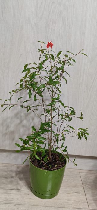 Гранат декоративный комнатный