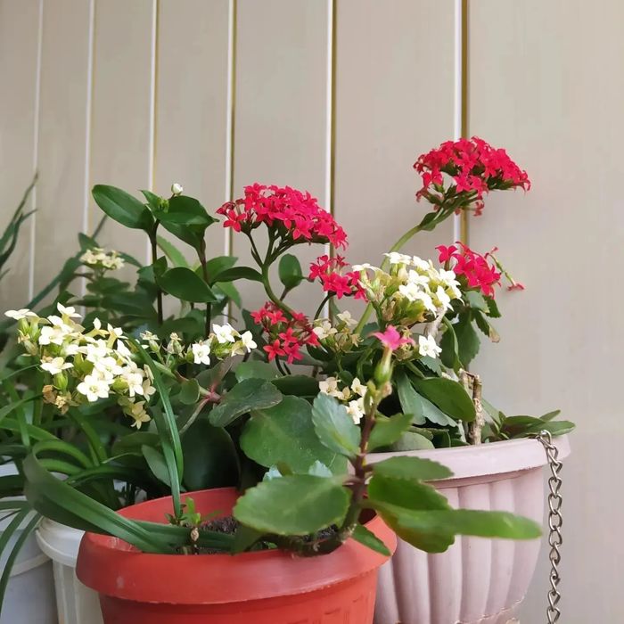 Продам комнатные цветы