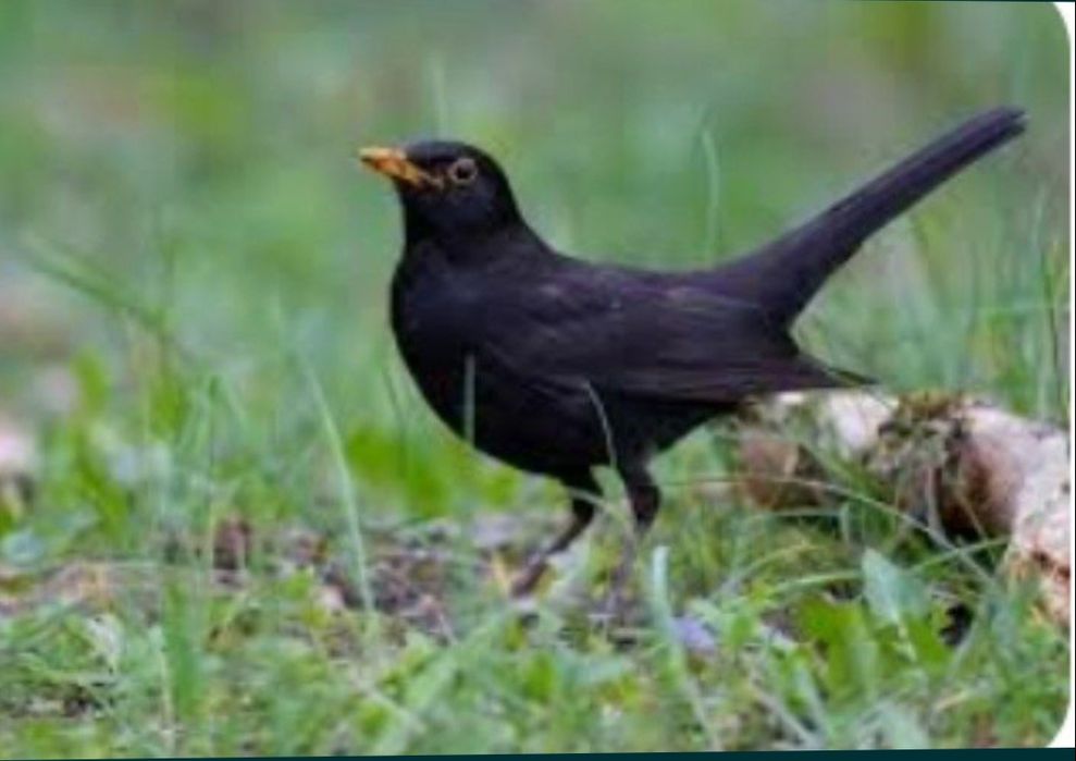 чорни дроз сотилади оладиганла тел килила