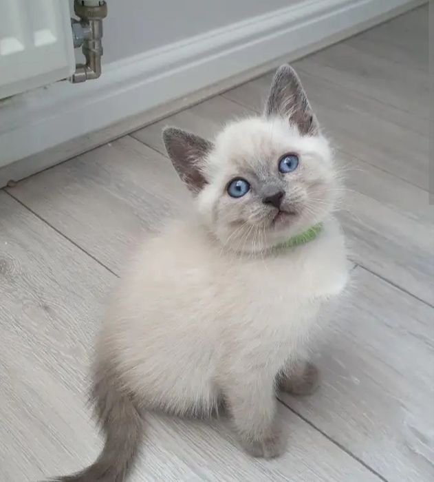 Отдадим котят в добрые руки