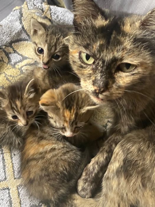 Котята черепаховые ,отдам в хорошие руки