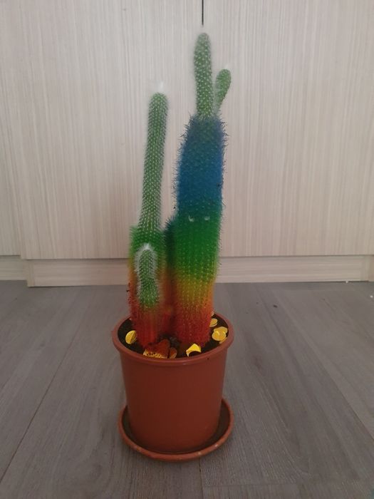 Cactus natural  .