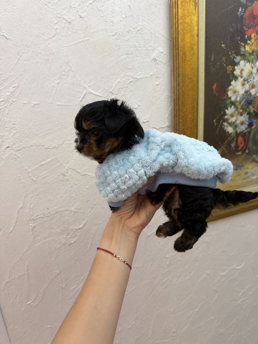 Йоркширски териер мини мъжки йорки