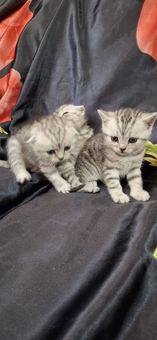 Шотландские вислоухие котята