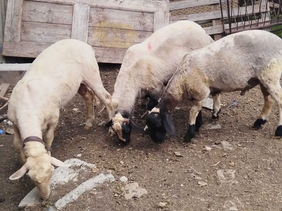 Продавам кочлета за разплод
