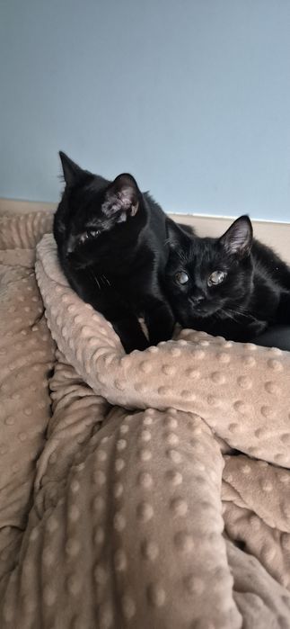 Отдам чёрных котят