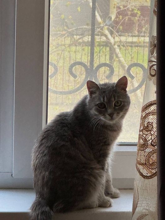 Кошка (6 мес) ищет дом