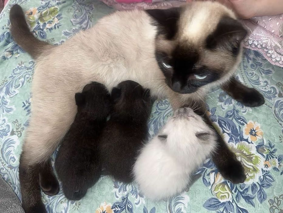 Продам котята сиамские