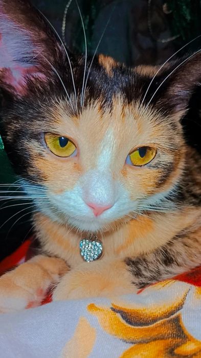 Хэппи в ответственные руки