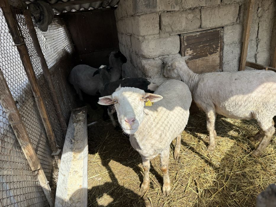 Семіз қойлар сатылады