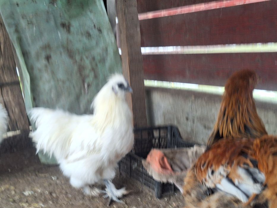 Cocoși mătase japoneză