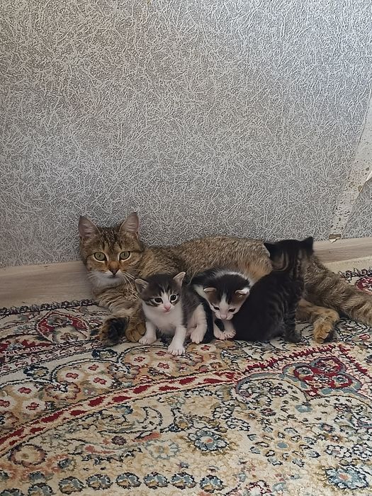 Отдам даром. В добрые руки