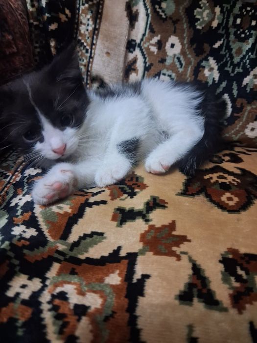 Отдам котёнка в добрые руки
