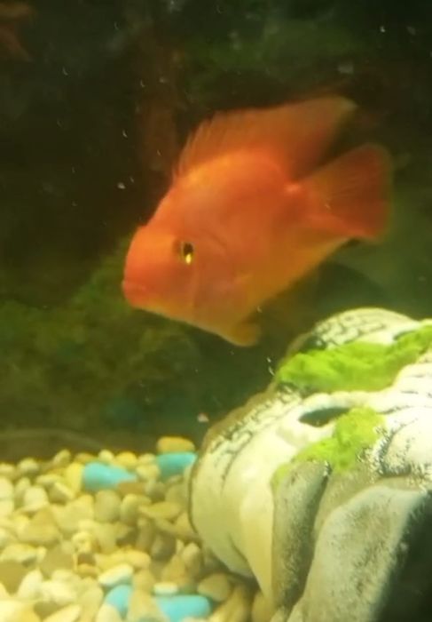 Красный попугай.