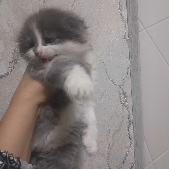 Shokish fold mushukchalar sotiladi