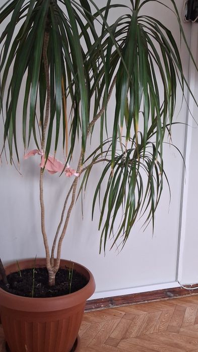 Продам комнатные растения