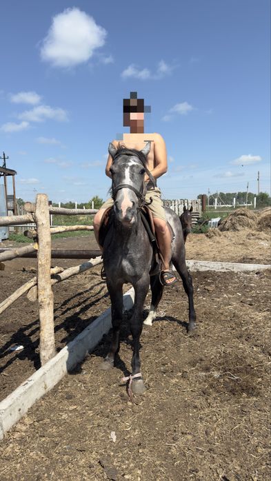 Продается чистопородный Орловский рысак.