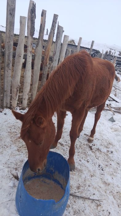 Айгыр 2017 жылгы