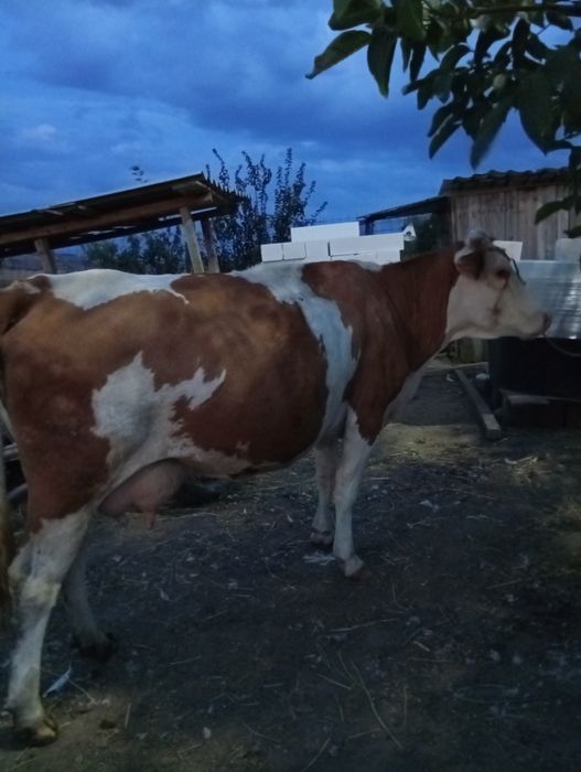 Vând vacă Bălțata Românească