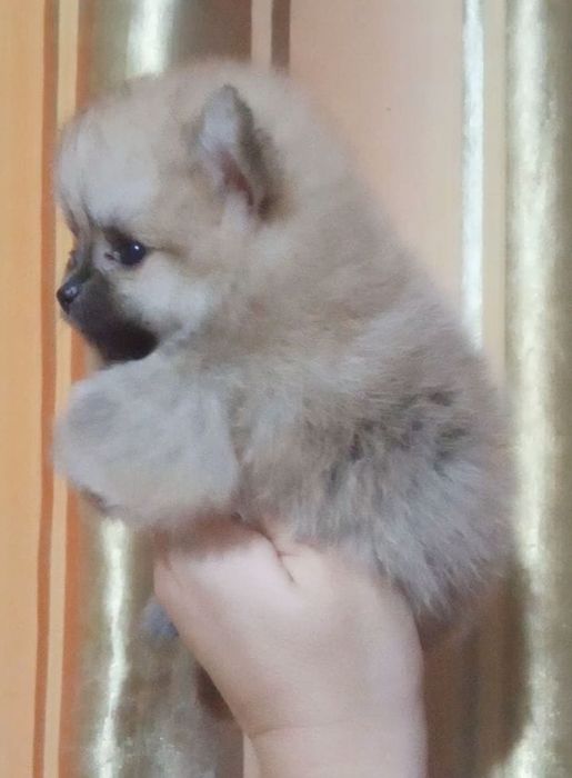 Шпицы готовы к переезду