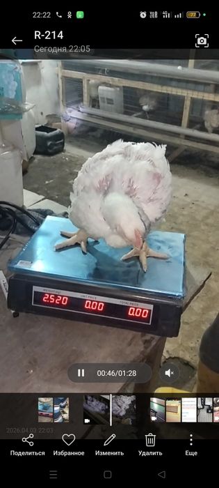 Продам бройлеров возраст 36 дней