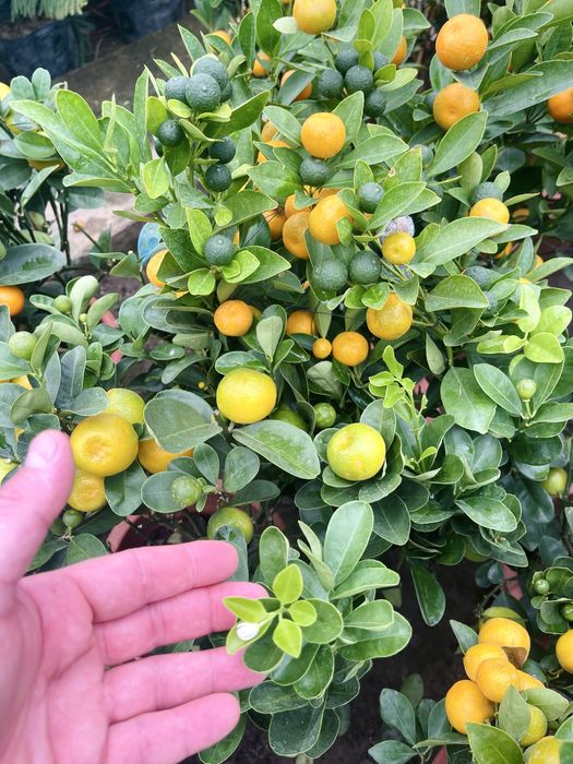 Мини мандарины  в поступлении